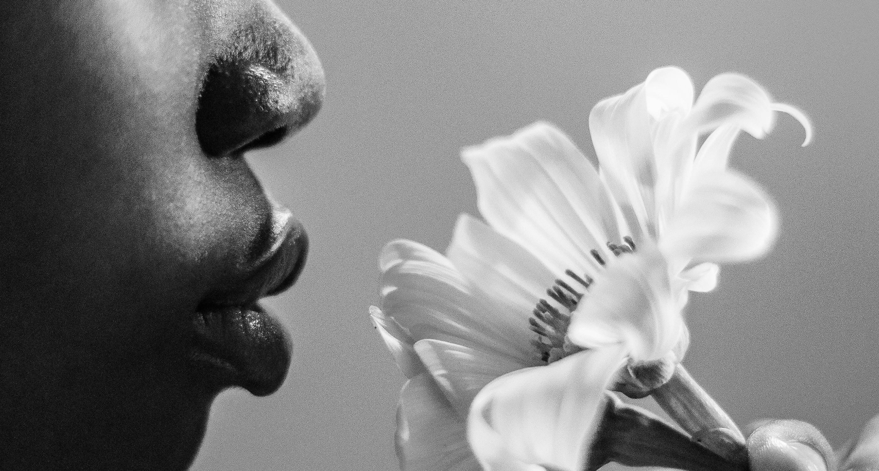 White flowers representing fragrance ingredients in body care products